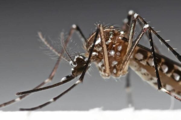 Mosquito closeup