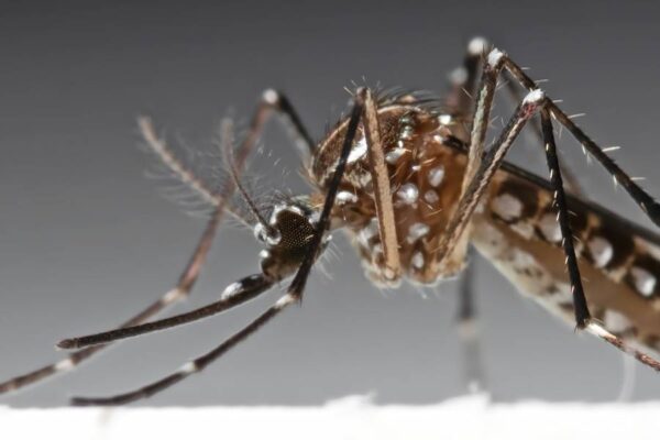 Close-up shot of a mosquito.