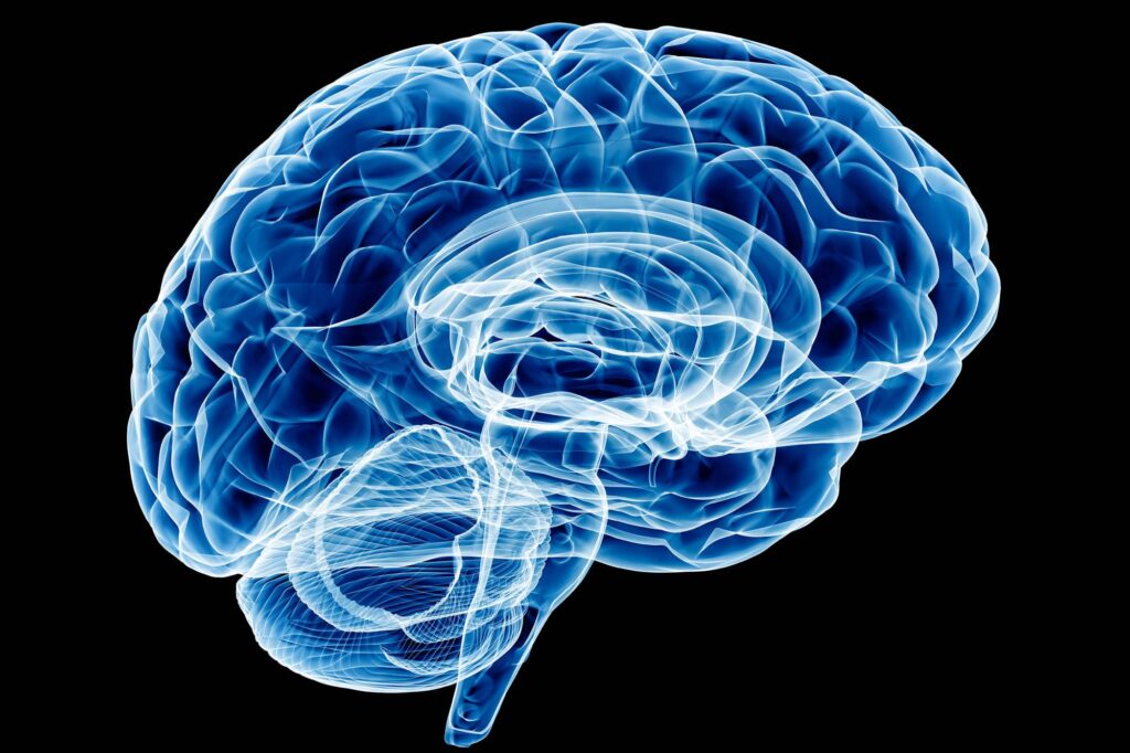 A blue and white transparent rendering of the human brain.
